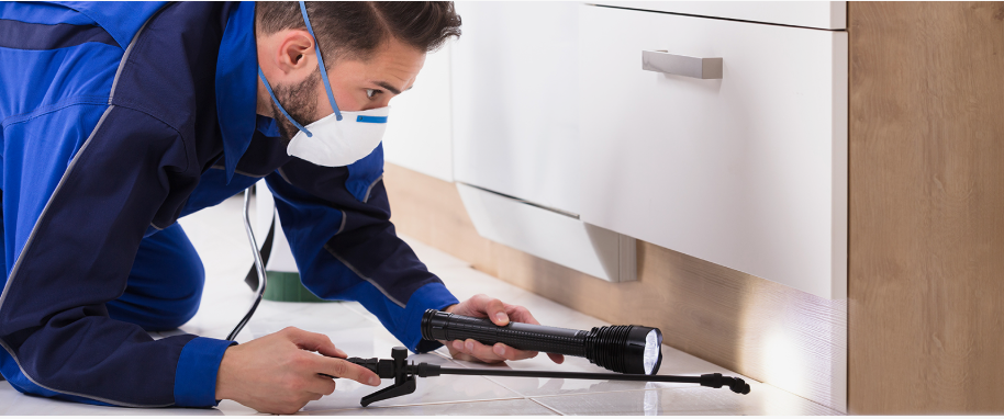 Rowlett pest xpert removal